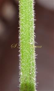  Stem